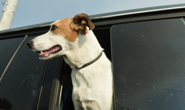Καβάλα: Πρόστιμο επειδή παράτησε τον σκύλο στο αυτοκίνητο μέσα στη ζέστη