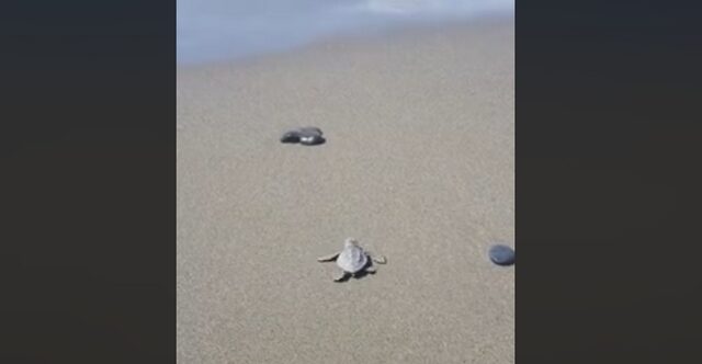 Το θαύμα της φύσης: Δείτε τα χελωνάκια να βουτάνε πρώτη φορά στη θάλασσα στο Λασίθι