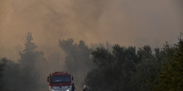 Φωτιά σε αναγεννημένη περιοχή στην Ηλεία