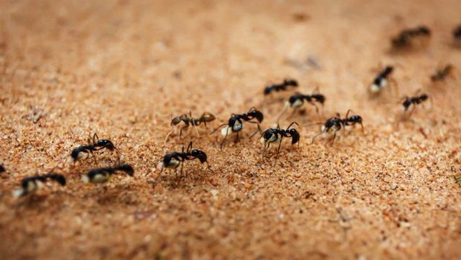 Tα “τεμπέλικα” μυρμήγκια στην υπηρεσία των διασώσεων σε φυσικές καταστροφές