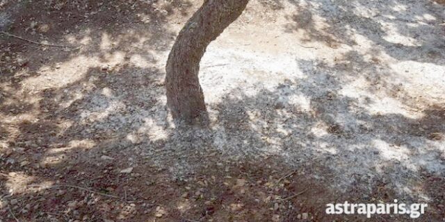 Χίος: Καθολική η καταστροφή στα μαστίχια