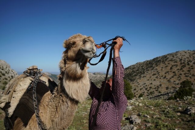 Τουρκία: Πουλά την καμήλα του για να εξαγοράσει τη στρατιωτική του θητεία
