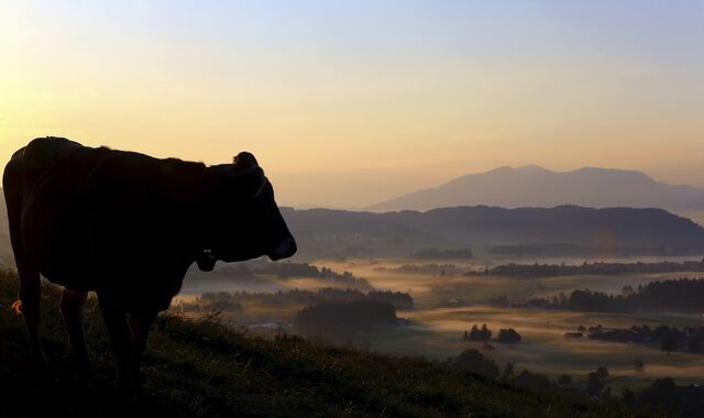 Σουηδία: Οι αγελάδες θα έχουν πρόσβαση στις πλαζ γυμνιστών λόγω καύσωνα