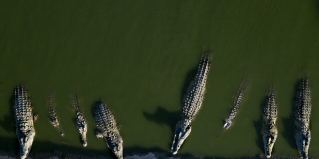 Συναγερμός στην Αυστραλία: Σκάφος με μετανάστες προσάραξε σε “φωλιά” κροκοδείλων