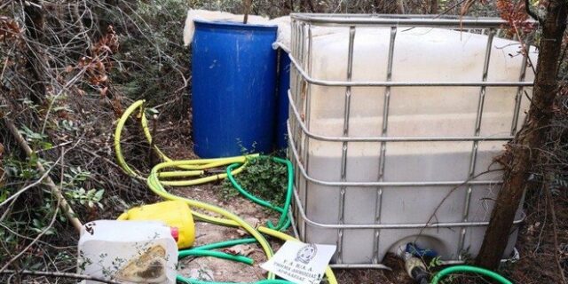 Εντοπίσθηκε χασισοφυτεία με 765 δενδρύλλια σε δύσβατη περιοχή στην Μαλακάσα