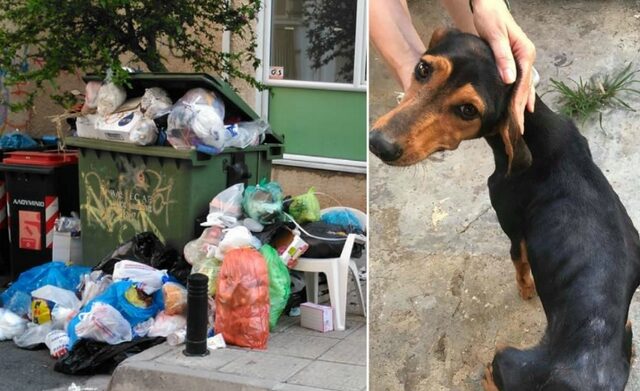 Σέρρες: Πρόστιμο 120.000 ευρώ στον άνδρα που πέταξε τέσσερα κουτάβια στα σκουπίδια