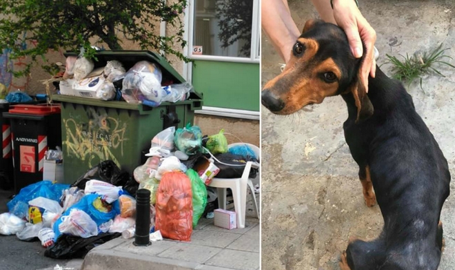Σέρρες: Πρόστιμο 120.000 ευρώ στον άνδρα που πέταξε τέσσερα κουτάβια στα σκουπίδια