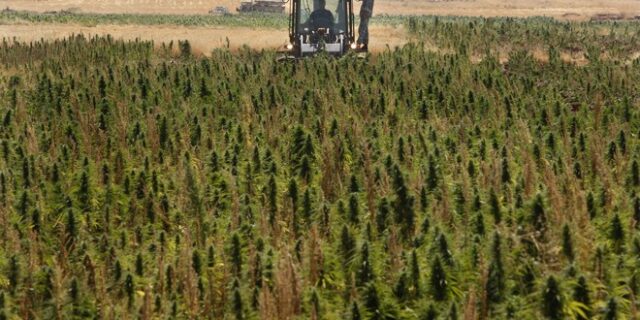 Λιβανος: Η κλιματική αλλαγή οδηγεί τους αγρότες στην κάνναβη