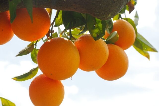 Η συνδεδεμένη ενίσχυση για τα χυμοποιήσιμα πορτοκάλια