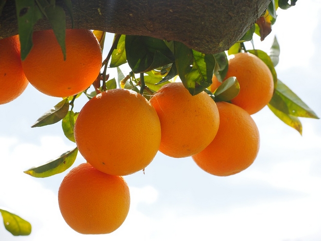 Η συνδεδεμένη ενίσχυση για τα χυμοποιήσιμα πορτοκάλια