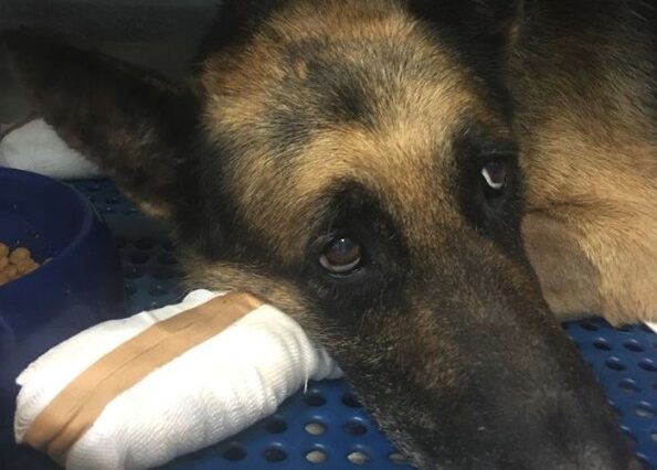 Φωτιά στο Μάτι: Ιδιοκτήτης σκύλου αρνήθηκε να πάρει το ζώο, γιατί έχει καμένες πατούσες