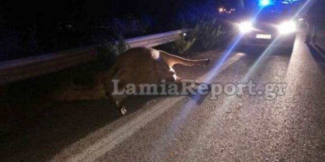 Αυτοκίνητο τράκαρε με αδέσποτη αγελάδα στη Λαμία