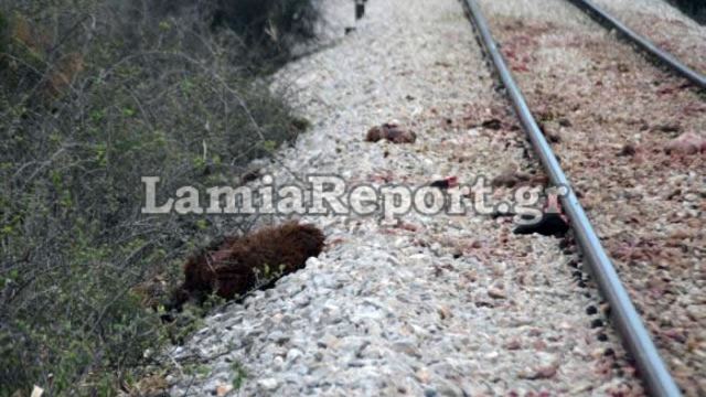 Βελεστίνο: Τρένο έπεσε τη νύχτα σε κοπάδι από αγριογούρουνα