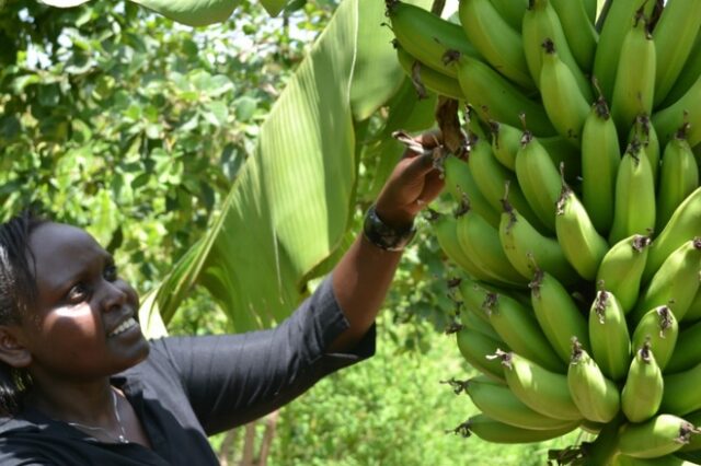 Καμερούν: Στον… αέρα δέκα χιλιάδες εργάτες στις φυτείες μπανάνας