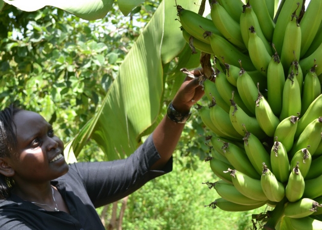Καμερούν: Στον… αέρα δέκα χιλιάδες εργάτες στις φυτείες μπανάνας