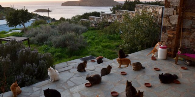 Ονειρεμένη δουλειά: 500 ευρώ το μήνα για να ταΐζεις γάτες στη Σύρο