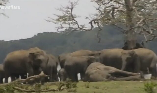 Συγκινητικό βίντεο: 300 ελέφαντες θρηνούν τον θάνατο του αρχηγού τους