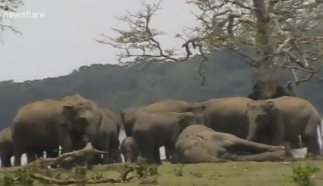 Συγκινητικό βίντεο: 300 ελέφαντες θρηνούν τον θάνατο του αρχηγού τους