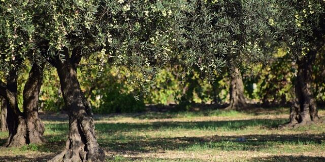 Τι πρέπει να γνωρίζουν οι ελαιοπαραγωγοί για το μάζεμα των ελιών