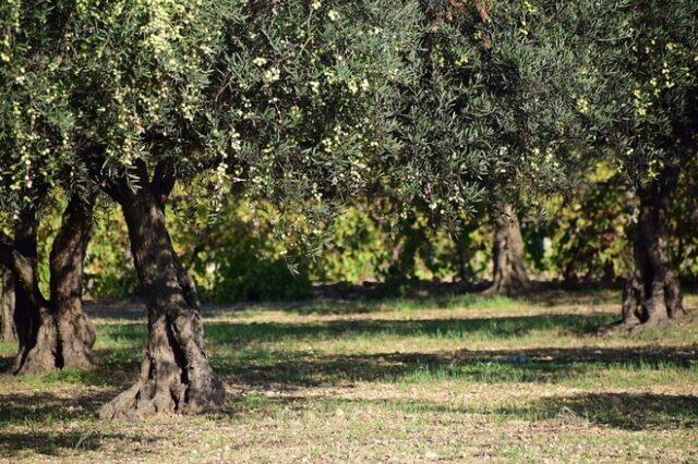 Τι πρέπει να γνωρίζουν οι ελαιοπαραγωγοί για το μάζεμα των ελιών