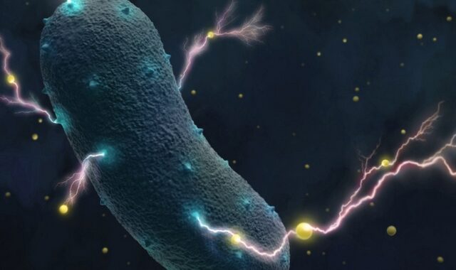 Το μυστικό των βακτηρίων του εντέρου: Παράγουν ηλεκτρικό ρεύμα