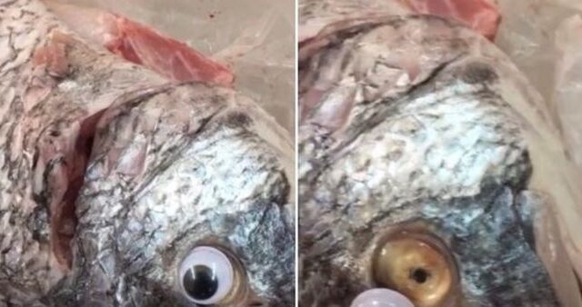 Ιχθυοπωλείο κολλούσε ψεύτικα μάτια στα ψάρια για να φαίνονται φρέσκα