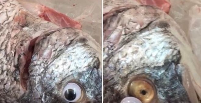 Ιχθυοπωλείο κολλούσε ψεύτικα μάτια στα ψάρια για να φαίνονται φρέσκα