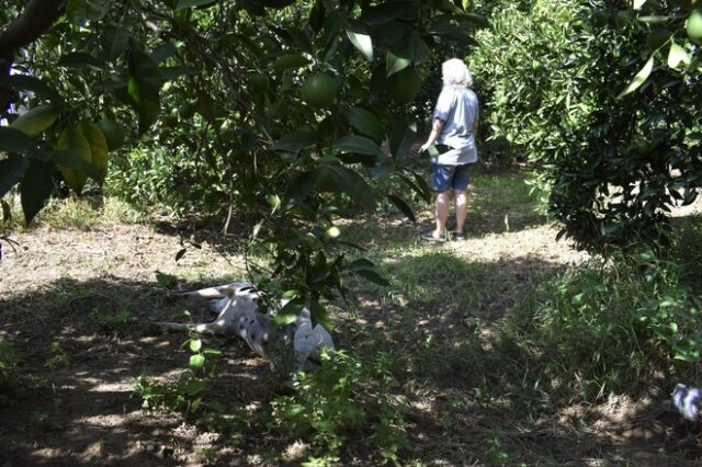 Άργος: Άγνωστος έριξε φόλα σε πέντε σκύλους