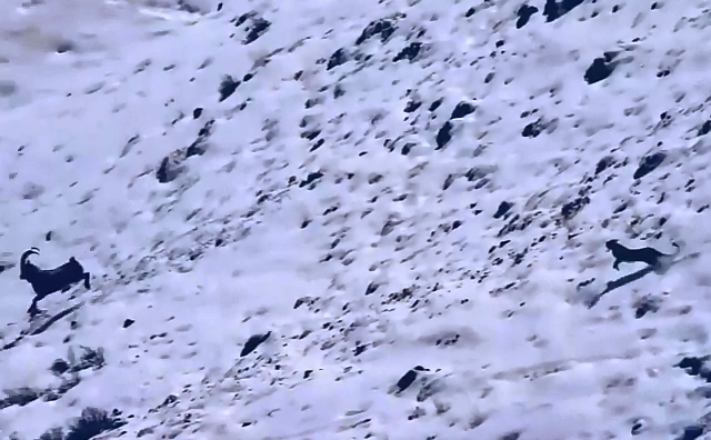 Απίστευτο βίντεο: Καταδίωξη αγριοκάτσικου από λεοπάρδαλη καταλήγει σε πτώση 120 μέτρων