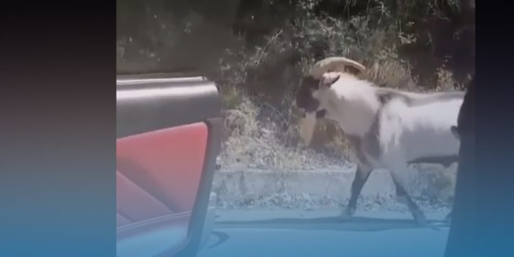 Στην Κρήτη τα τραγιά κάνουν και Kiki Challenge