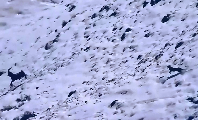 Απίστευτο βίντεο: Καταδίωξη αγριοκάτσικου από λεοπάρδαλη καταλήγει σε πτώση 120 μέτρων