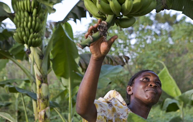 Εργασιακή “ζούγκλα” βιώνουν οι γυναίκες στο εμπόριο μπανάνας