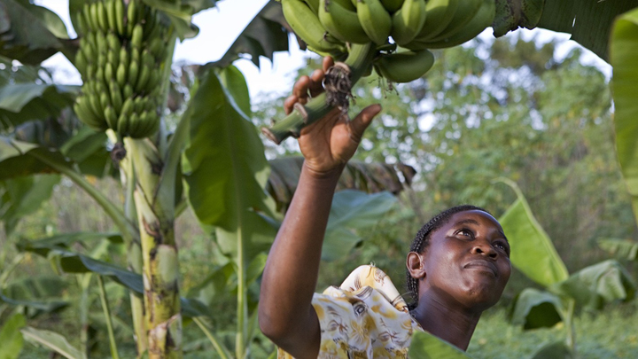 Εργασιακή “ζούγκλα” βιώνουν οι γυναίκες στο εμπόριο μπανάνας