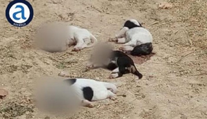 Ασύλληπτη κτηνωδία στη Ροδόπη: Αποκεφάλισαν κουτάβια και τα πέταξαν στον δρόμο