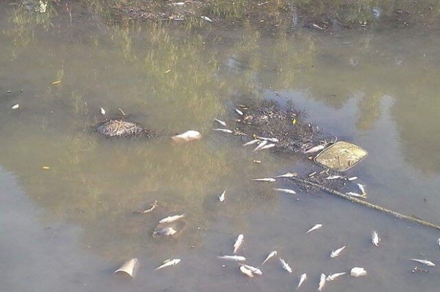 Θλιβερές εικόνες στην Κέρκυρα: Δεκάδες νεκρά ψάρια επιπλέουν στο ποτάμι της Λοξίδας