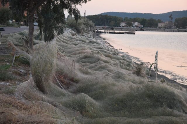 Τεράστιος ιστός αράχνης “κατάπιε” 300 μέτρα βλάστησης στο Αιτωλικό