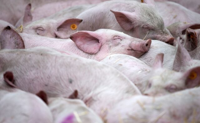 Βέλγιο: Εντοπίστηκαν δύο κρούσματα της αφρικανικής πανώλης των χοίρων