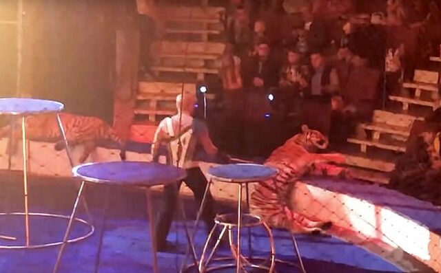 Σοκαριστικές εικόνες: Τίγρης κατέρρευσε με σπασμούς σε τσίρκο