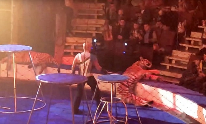 Σοκαριστικές εικόνες: Τίγρης κατέρρευσε με σπασμούς σε τσίρκο