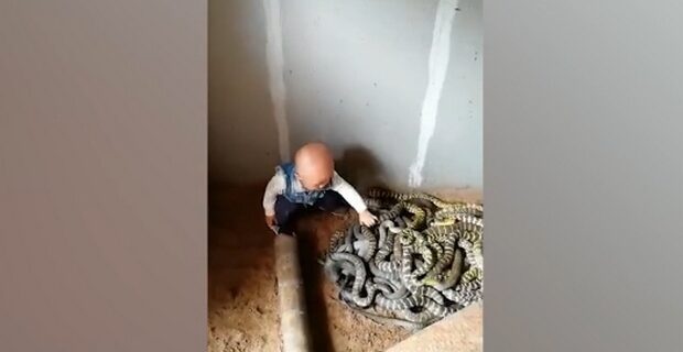 Βίντεο: Ατρόμητος μπόμπιρας παίζει με φίδια