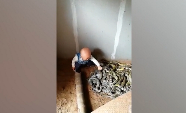 Βίντεο: Ατρόμητος μπόμπιρας παίζει με φίδια