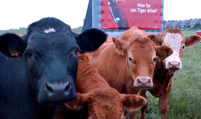Σκωτία: Συναγερμός για την επανεμφάνιση της νόσου των “Τρελών Αγελάδων”