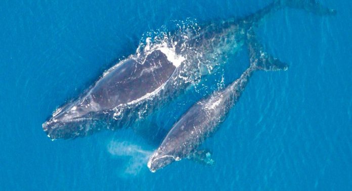 Μοναδικές εικόνες: Φάλαινα φυσητήρας θηλάζει το μικρό της στο Αιγαίο πέλαγος!