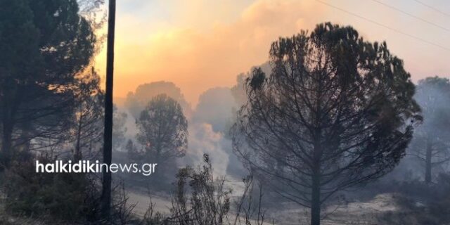 Σιθωνία: Αίτημα για την λήψη δορυφορικών δεδομένων αποτύπωσης της καταστροφής από την φωτιά