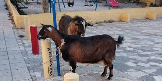 Συνέβη στην Κρήτη: “Συνέλαβαν” κατσίκα και τράγο για βανδαλισμό