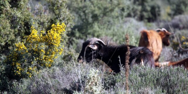 Καταιγίδες και κατσίκες: Τι κοινό έχουν