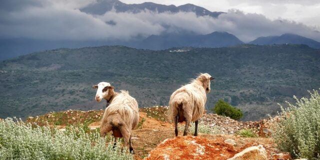 Το μέλλον του πρωτογενούς τομέα στην Ήπειρο