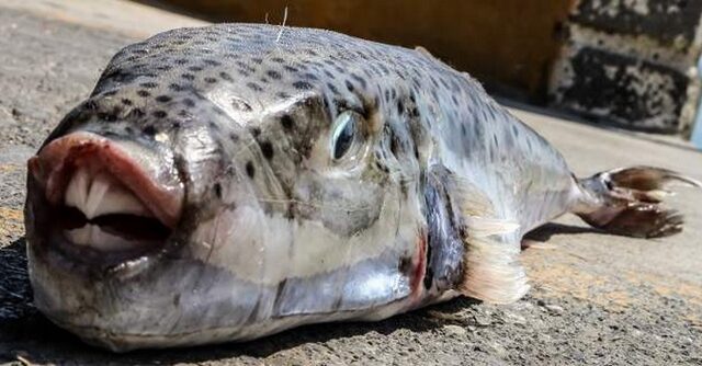 Συναγερμός για τοξικό ψάρι στη Σέριφο