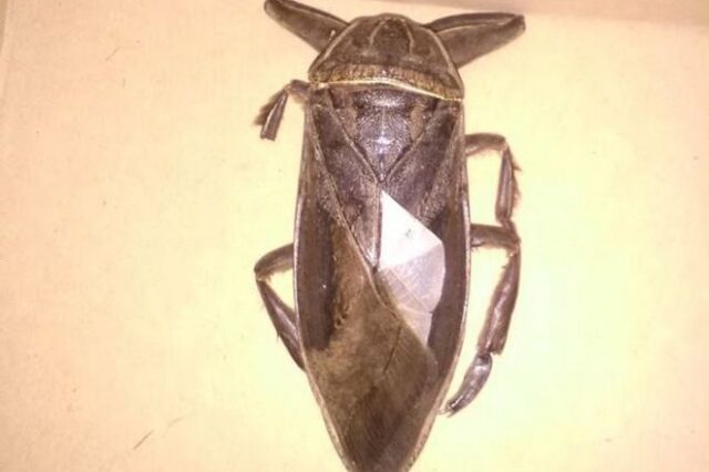 Φωτογραφίες: Σαρκοφάγο έντομο γίγας εντοπίστηκε στη Λαμία