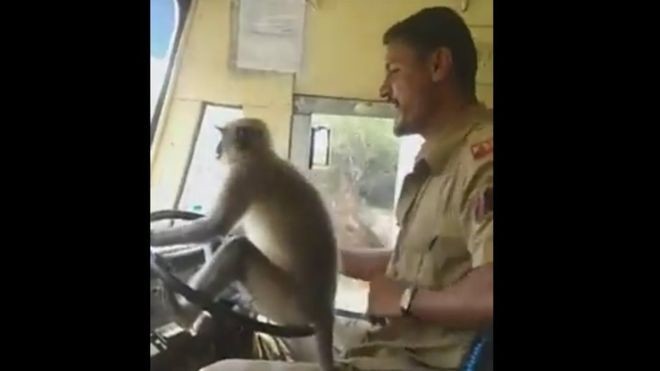 Βίντεο: Μαϊμού “οδηγεί” λεωφορείο και το απολαμβάνει